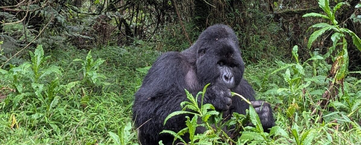 10-Day Luxury Rwanda and Tanzania Safari