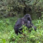 10-Day Luxury Rwanda and Tanzania Safari
