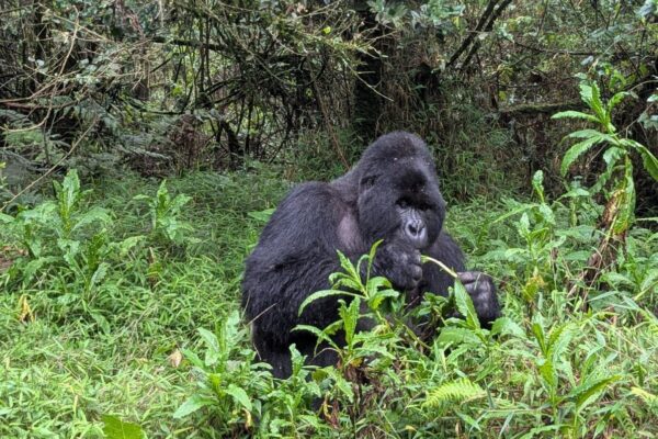 10-Day Luxury Rwanda and Tanzania Safari