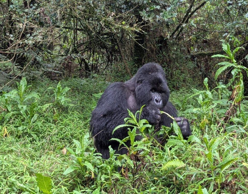 10-Day Luxury Rwanda and Tanzania Safari