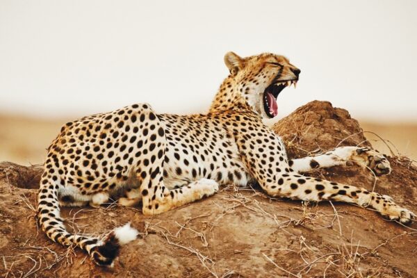 10-Day Tanzania Wildlife Safari & Zanzibar Vacation 10-Day Tanzania Wildlife Safari & Zanzibar Vacation