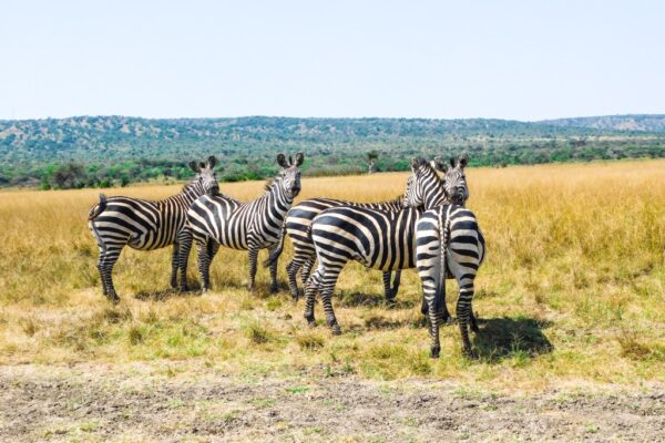 10 Days Rwanda Gorillas & Wildlife Safari