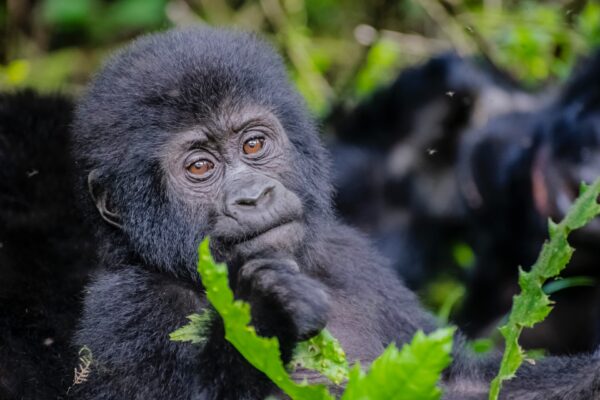 14-Day Tanzania Rwanda Safari Primate and Great Migration Safari 14-Day Tanzania Rwanda Safari Primate and Great Migration Safari