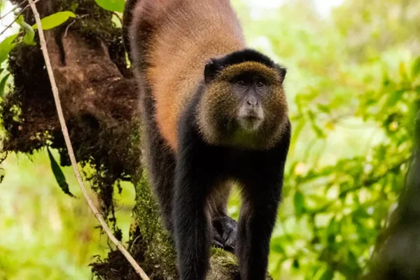 3 Days Rwanda Golden Monkey & Gorilla Trekking Safari.