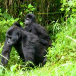 3 Days Rwanda Gorilla Trekking Safari