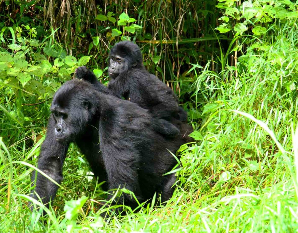 3 Days Rwanda Gorilla Trekking Safari