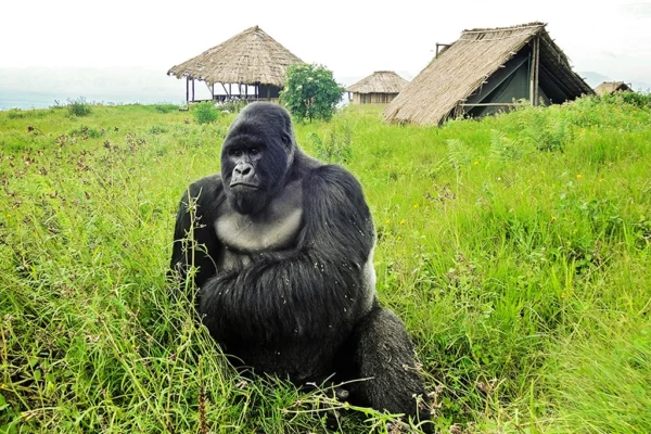 3-Days-Virunga-Gorilla-Trekking-Safari-Standard-Gorilla-Safaris-1568807994 4-Day Uganda- Rwanda Gorillas and Golden Monkeys