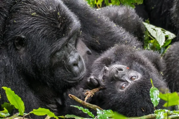 4-Day Volcanoes, Bwindi & Lake Bunyonyi Adventure 4-Day Volcanoes, Bwindi & Lake Bunyonyi Adventure