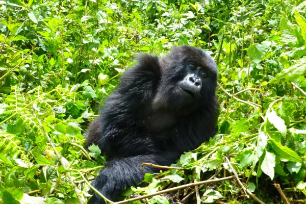 Rwanda Safaris