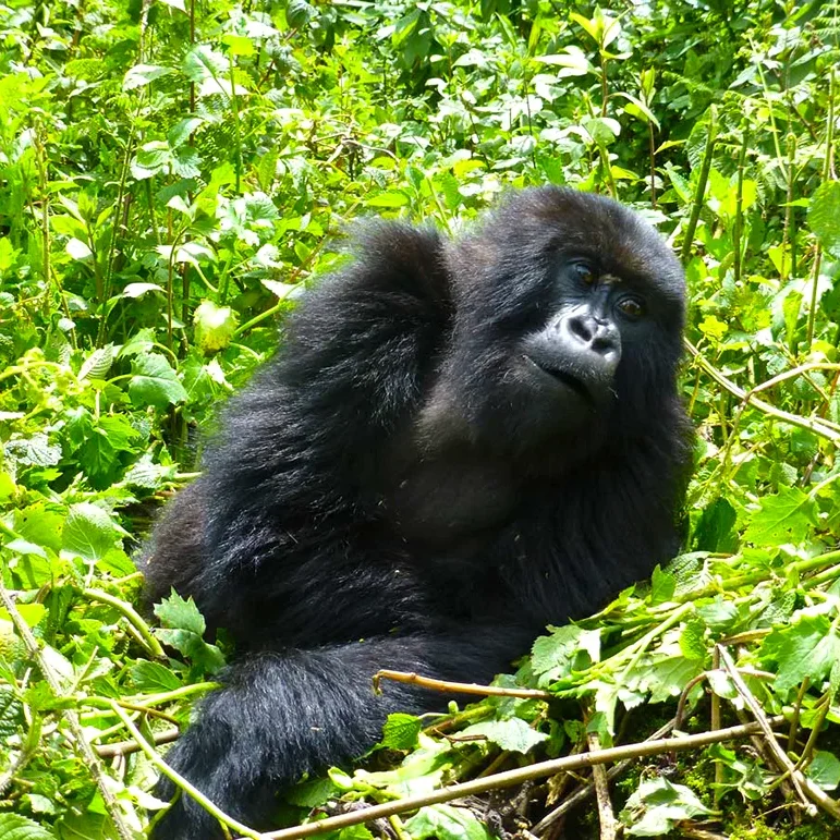 Rwanda Safaris