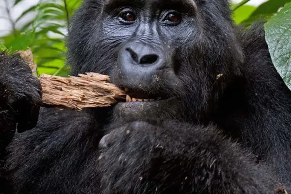 5 Days Rwanda Primates Safari