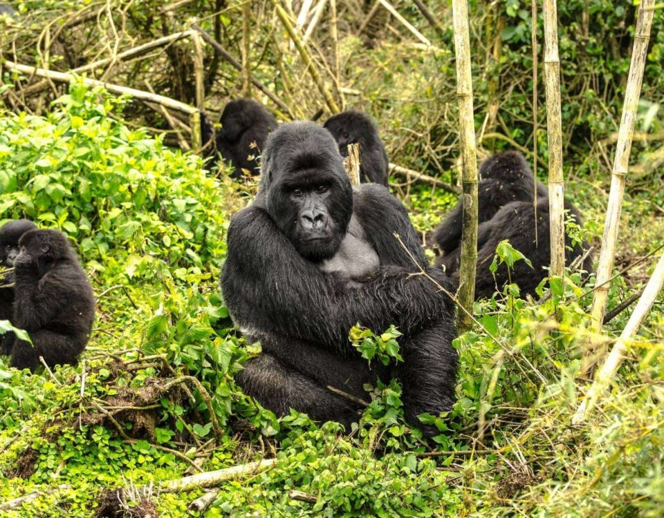 4 Days Rwanda Gorilla Trekking and Cultural Safari