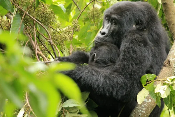 4 Days Uganda Gorilla Trekking and Rwanda Golden Monkey Tracking Safari
