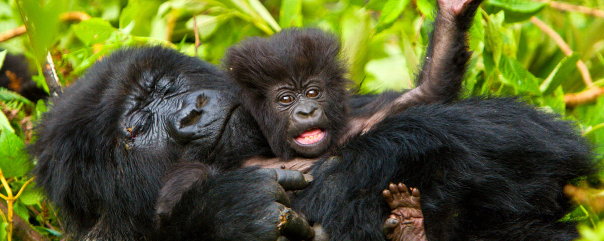 Uganda Safaris