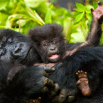 Uganda Safaris