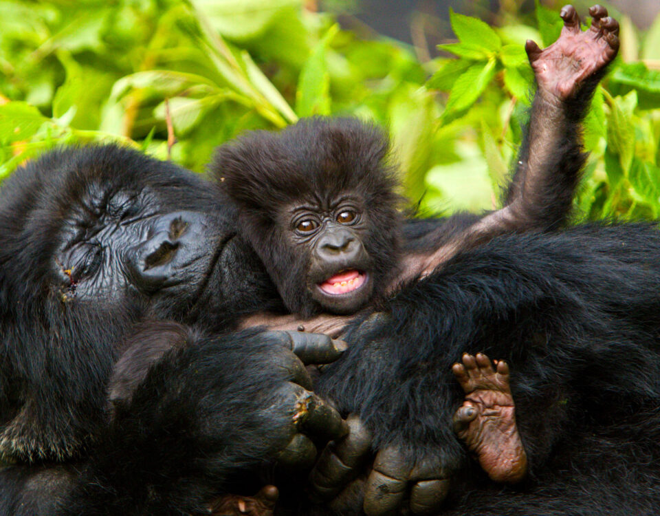 Uganda Safaris