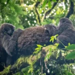 5-Day Kigali, Gorillas and Lake Bunyonyi Holiday
