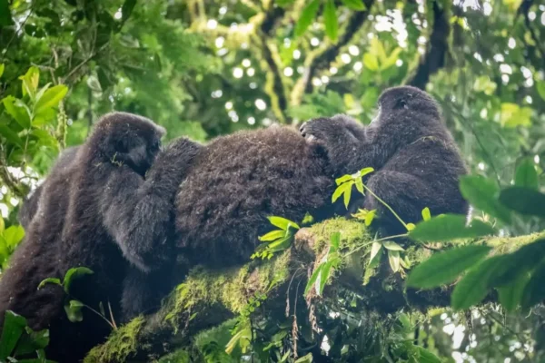 5-Day Kigali, Gorillas and Lake Bunyonyi Holiday