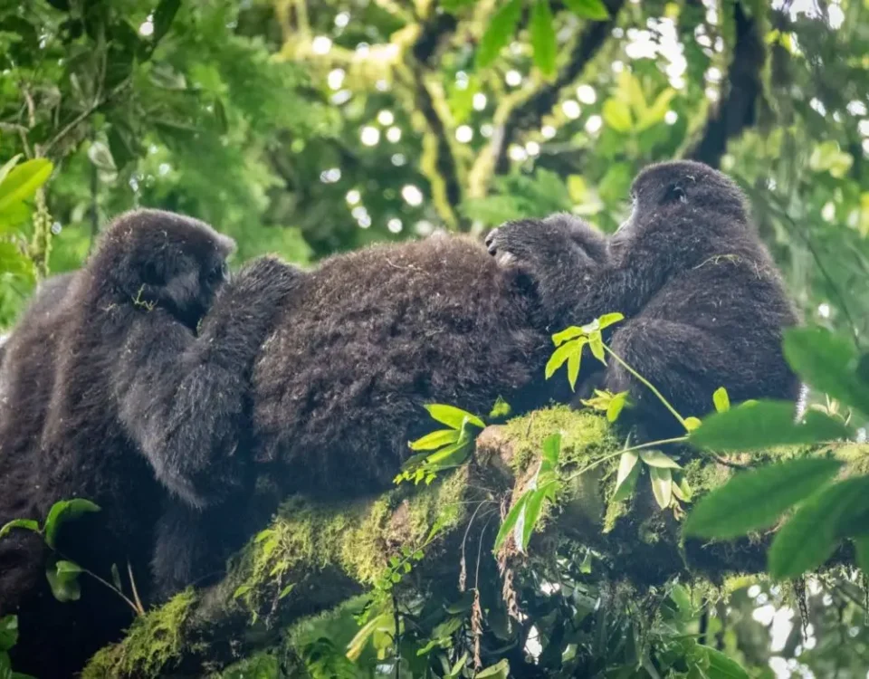 5-Day Kigali, Gorillas and Lake Bunyonyi Holiday