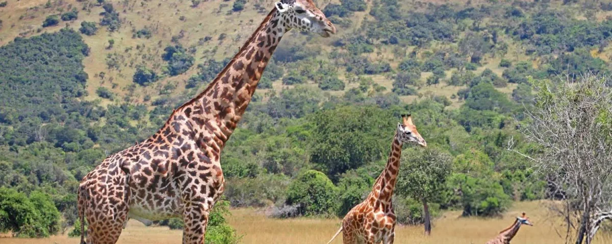 6 Days Rwanda Wildlife and Chimpanzee Tracking Safari