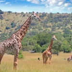 6 Days Rwanda Wildlife and Chimpanzee Tracking Safari