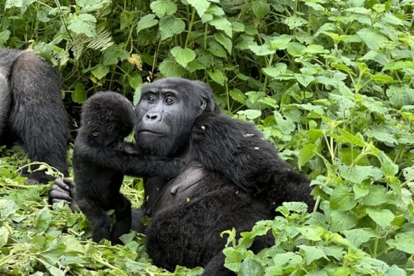 7-Day Gorilla Trekking and Serengeti Safari