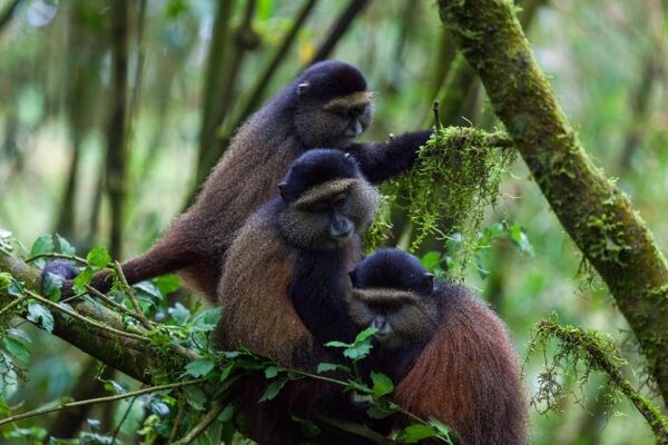 7-Day Uganda Rwanda Holiday and Gorilla Tour