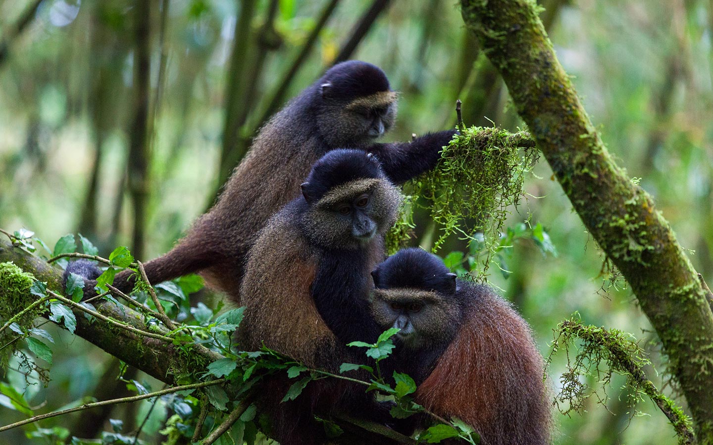 7-Day Uganda Rwanda Holiday and Gorilla Tour