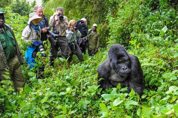7 Days Rwanda Experiential Safari 