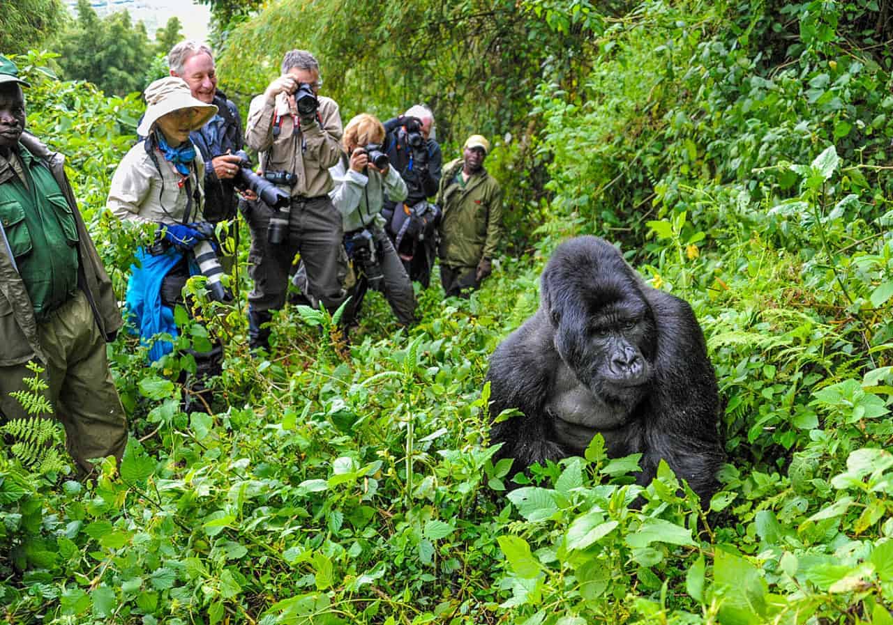 7 Days Rwanda Experiential Safari