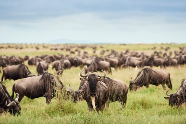 8 Days Rwanda Gorilla Trekking and Serengeti Great Migration Safari 8 Days Rwanda Gorilla Trekking and Serengeti Great Migration Safari