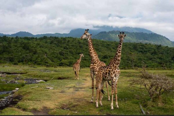 Arusha National Park