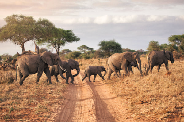 Big Five Game Drive Safaris Big Five Game Drive Safaris