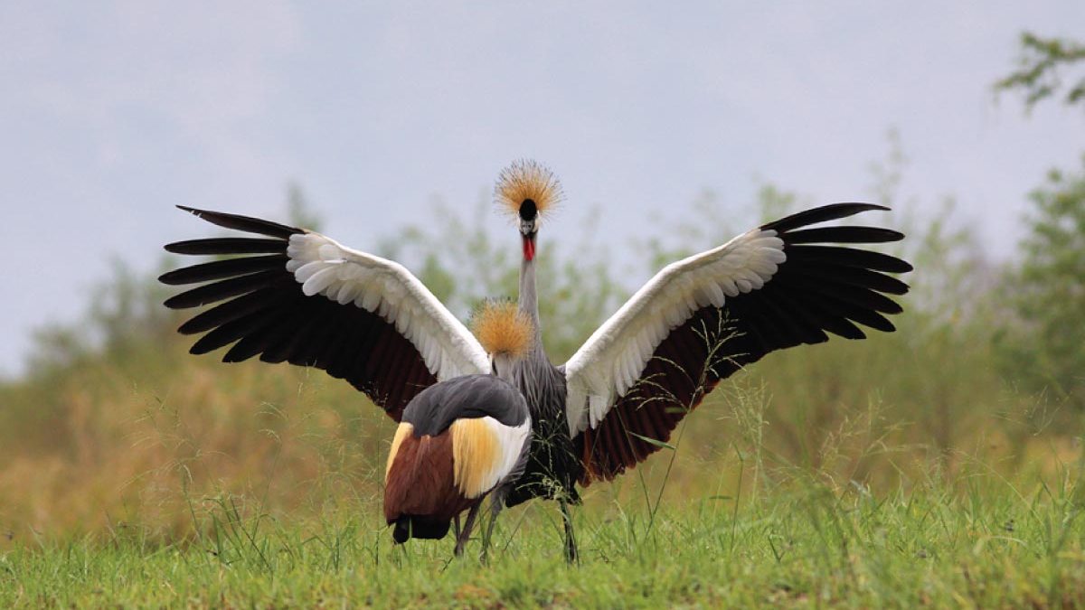 Birding Safari in Uganda
