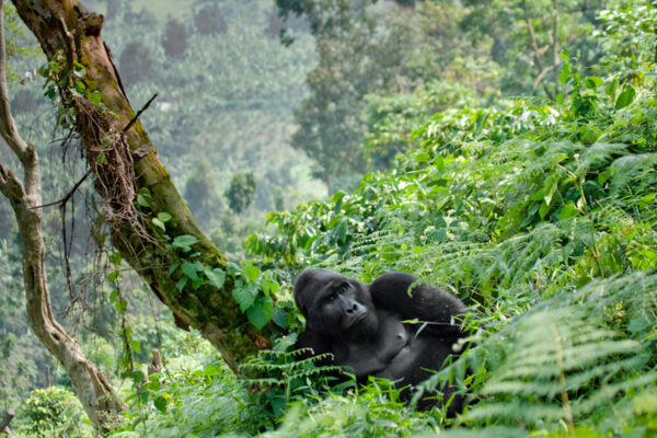 Bwindi- Volcanoes National Park