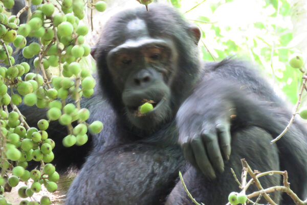 7 Days Discover Uganda Rwanda Primates in Luxury Safari