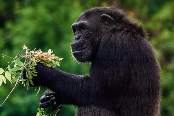 Chimpanzee Tracking Safaris Experiences Chimpanzee Tracking Safaris Experiences