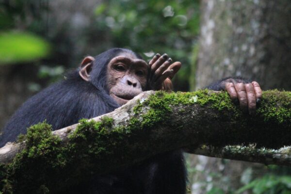 Chimpanzee-Tracking-in-Budongo-Forest Chimpanzee-Tracking-in-Tanzania