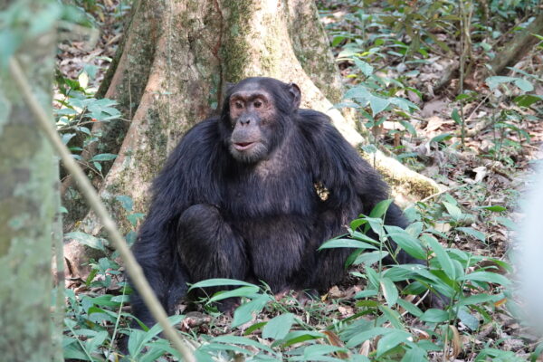 Nyungwe National Park