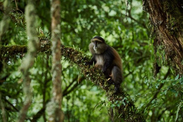 Golden Monkey Golden Monkey Safaris