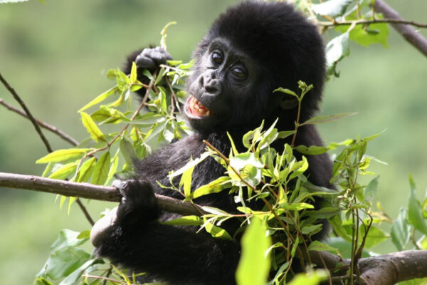 Gorilla Trekking Safaris Experiences Gorilla Trekking Safari Experiences