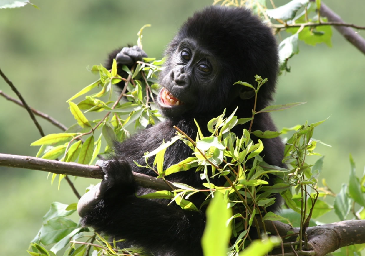 Gorilla Trekking Safari Experiences