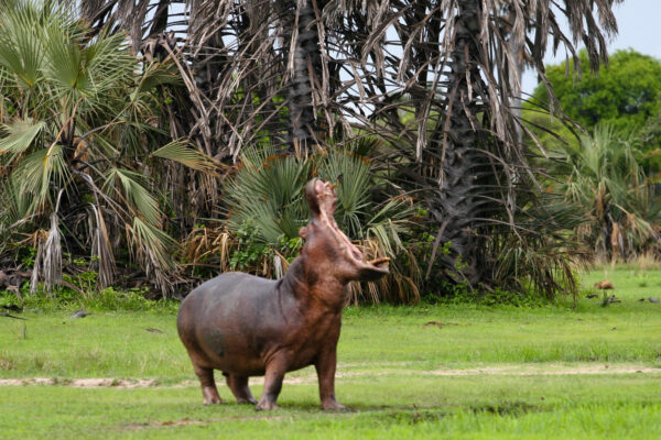 Katavi National Park2 Katavi National Park