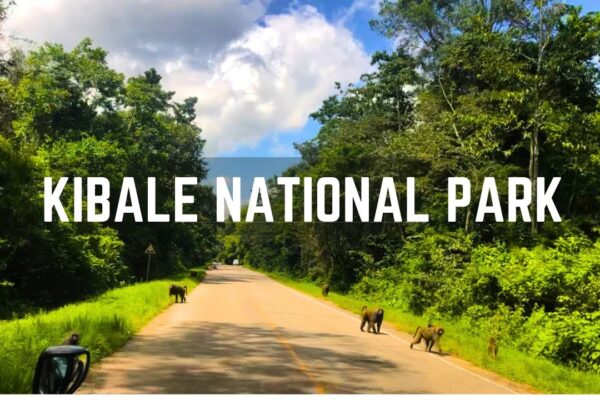 Kibale National Park Kibale National Park