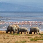 Lake Nakuru National Park