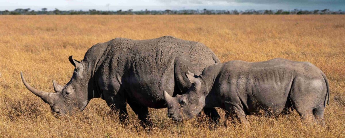 Ol Pejeta Conservancy