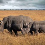 Ol Pejeta Conservancy