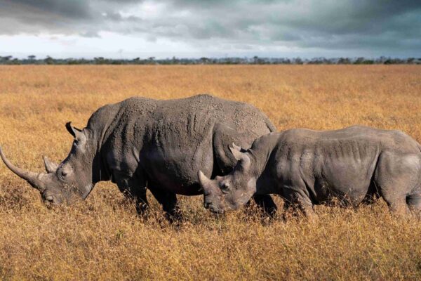 Ol Pejeta Conservancy