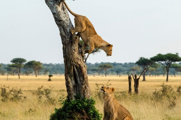 Queen Elizabeth National Park 5-Day Gorilla Trekking and Wildlife Safari Uganda Rwanda