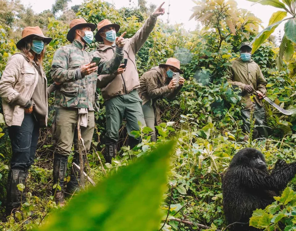 Rwanda Gorilla Safaris